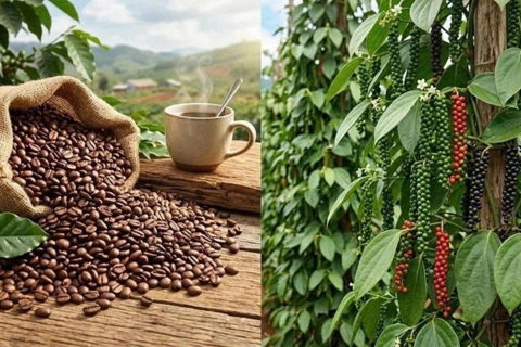 Bản tin nông sản hôm nay (23-9): Giá cà phê giảm, hồ tiêu ổn định