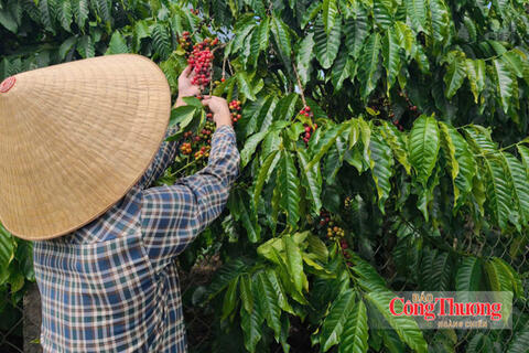 Giá cà phê hôm nay 15/10/2026: Ổn định từ 92.500 – 93.000 đồng/kg