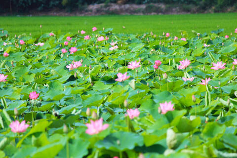 Đồng Tháp đặt mục tiêu đón 8 triệu lượt khách năm 2026