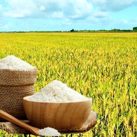 Giá lúa gạo hôm nay ngày 15/9: Gạo xuất quay đầu tăng, lúa vững giá