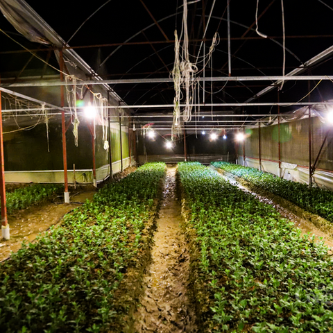 Thủ phủ hoa Tết ở Hà Tĩnh rực sáng, kỳ vọng vụ mùa thắng lợi