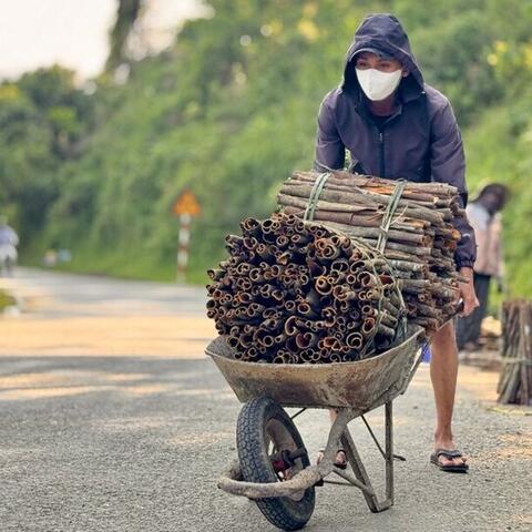 Quảng Ngãi: Phát triển dược liệu gắn chế biến sâu, du lịch sinh thái
