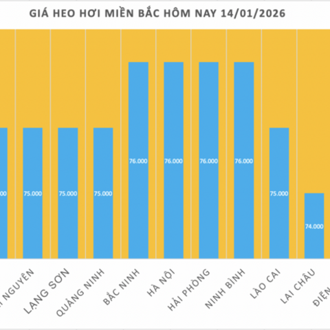 Giá heo hơi hôm nay 14/1/2026: Miền Bắc lập đỉnh mới 76.000 đồng/kg