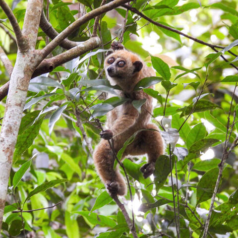 Gia Lai: Thả tê tê Java cùng nhiều động vật quý hiếm về rừng tự nhiên