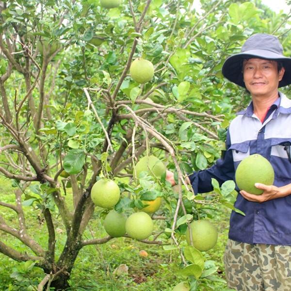 Từ kỹ sư điện trở thành nhà nông tiêu biểu