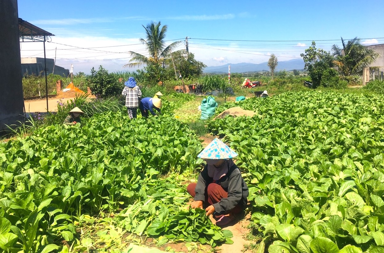 Phụ nữ xã Tân An (huyện Đak Pơ) thu hoạch rau. Ảnh: Thiên Di