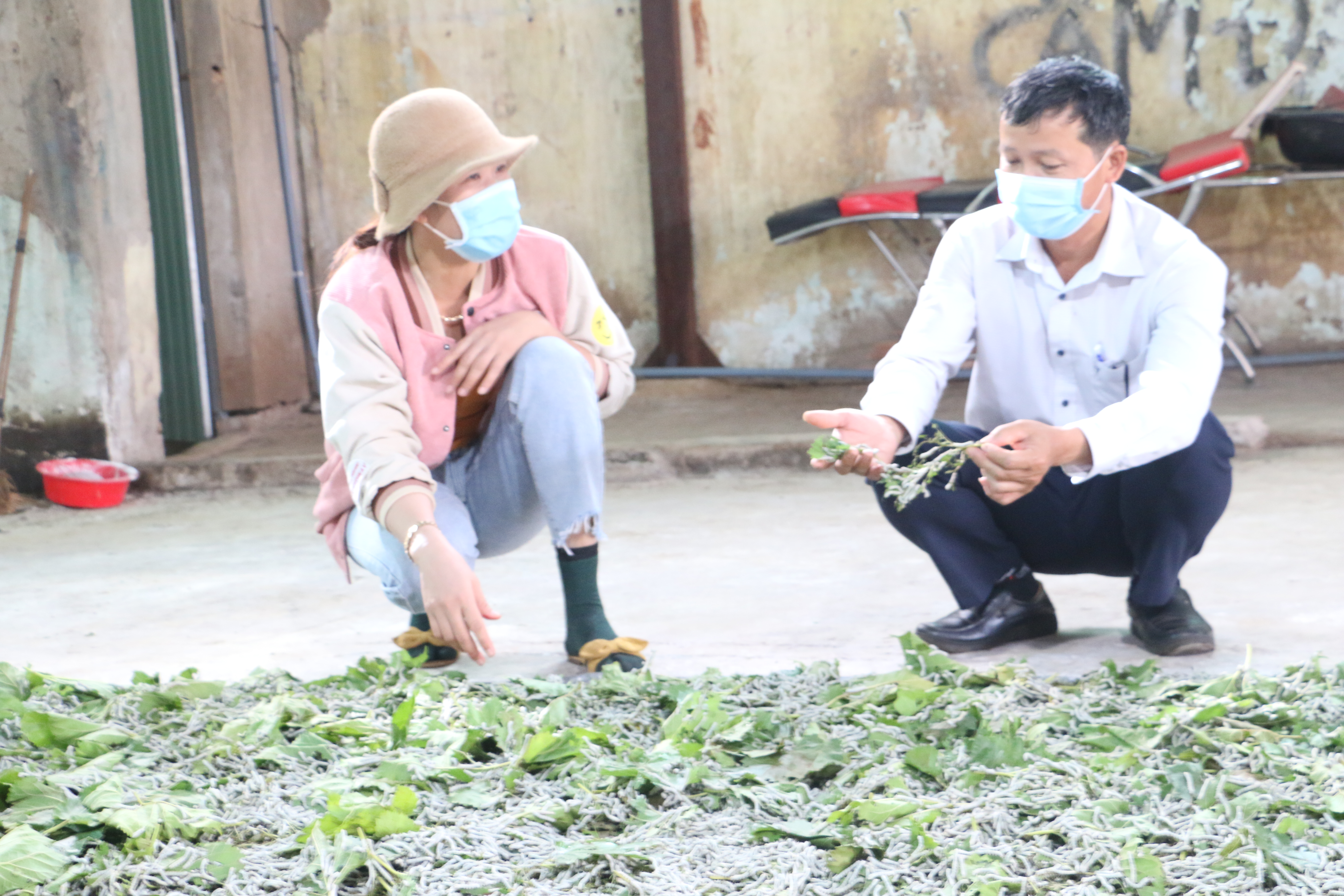 Nông hội dâu tằm Chư Sê không những cung ứng đầy đủ thiết bị, vật tư cho bà con mà còn liên kết với doanh nghiệp bao tiêu sản phẩm đầu ra. Ảnh: Minh Phương