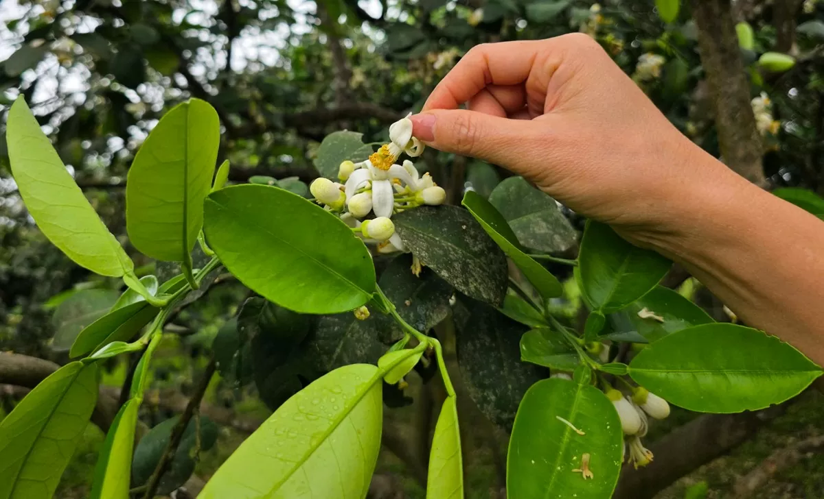 Người dân Hà Tĩnh 'se duyên' cho cây bưởi Phúc Trạch