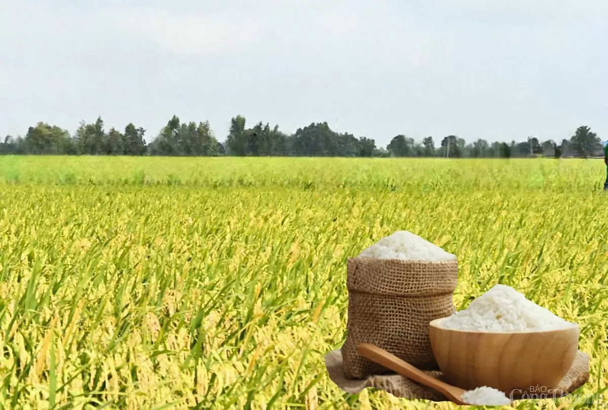 Giá lúa gạo hôm nay ngày 26/5: Thị trường trầm lắng Giá lúa gạo hôm nay ngày 26/5: Thị trường trầm lắng