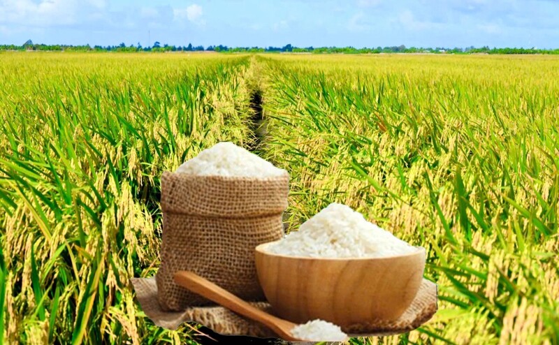 Giá lúa gạo hôm nay ngày 28/7: Gạo nguyên liệu xuất khẩu tiếp đà tăng, lúa tươi bình giá. Ảnh: Thanh Minh.