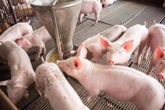 Giá heo hơi hôm nay 28/7/2025: Tiếp tục giảm nhẹ tại một số địa phương