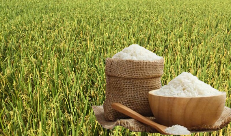 Giá lúa gạo hôm nay ngày 25/9: Thị trường lặng sóng. Ảnh: Thanh Minh.