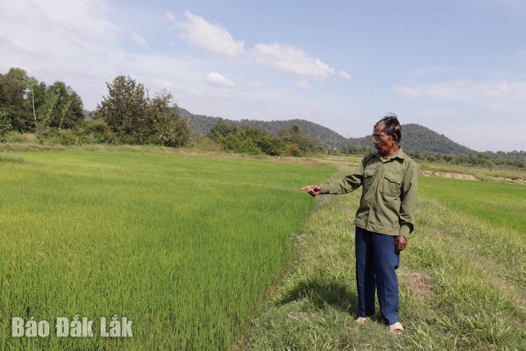 Ruộng lúa ở người dân buôn Ea Mar đã trồng được 2-3 vụ/ năm.