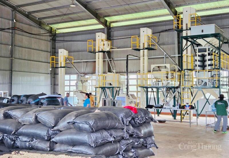 Kim ngạch xuất khẩu tháng 11 đạt 210,2 triệu USD, nâng tổng giá trị 11 tháng lên 3,2 tỷ USD. Ảnh: Hiền Mai.