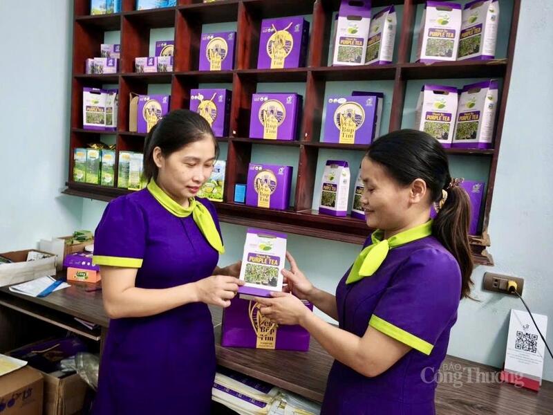 Chè búp tím của Công ty TNHH Đầu tư và Phát triển Trà UT (tỉnh Phú Thọ) đã được công nhận sản phẩm OCOP 5 sao