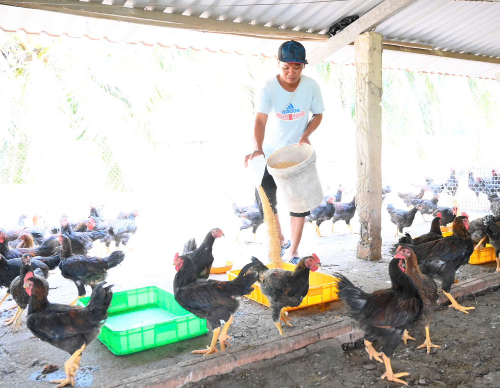 Tăng đàn gia súc, gia cầm phục vụ thị trường tết