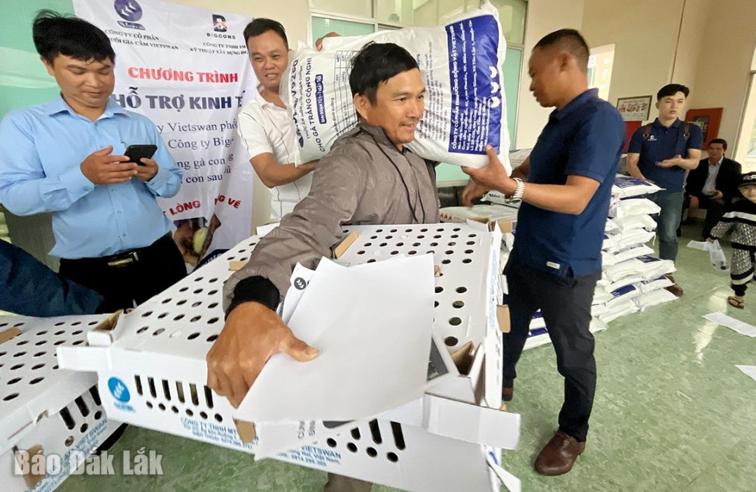 Mỗi hộ được hỗ trợ 50 con gà giống và 25 kg cám.