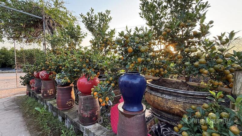 Những chậu quất cảnh sai quả, dáng đẹp sẵn sàng cho thị trường Tết Nguyên đán.