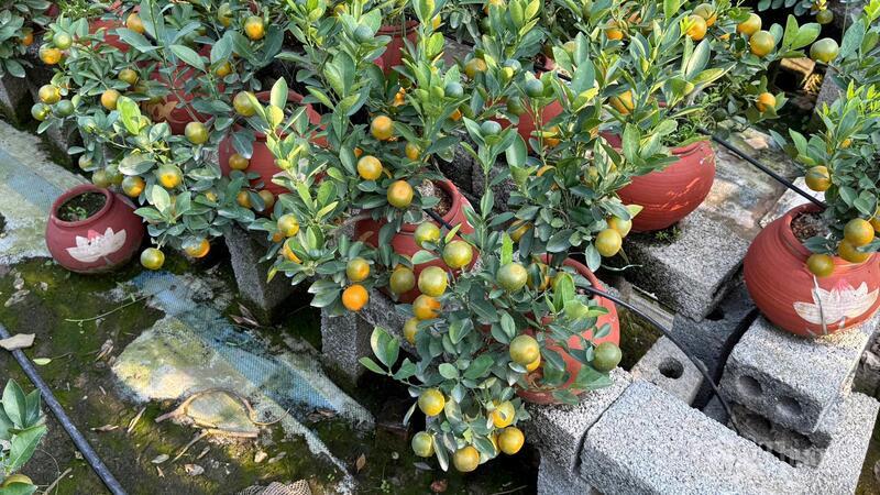 Quất chậu, sản phẩm chủ lực của thôn Thiết Trụ.