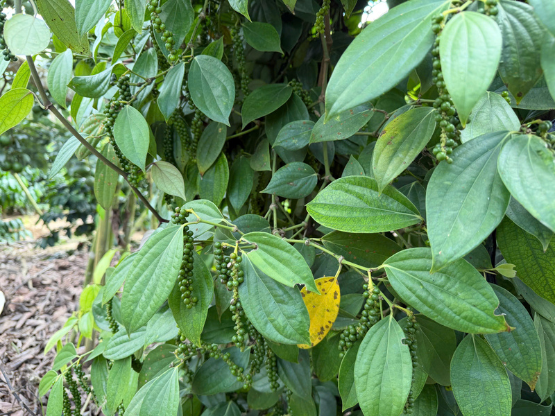 Cây hồ tiêu tại Lâm Đồng.