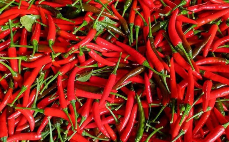 Giá ớt giảm xuống còn 5.000-7.000 đồng/kg. Ảnh minh hoạ