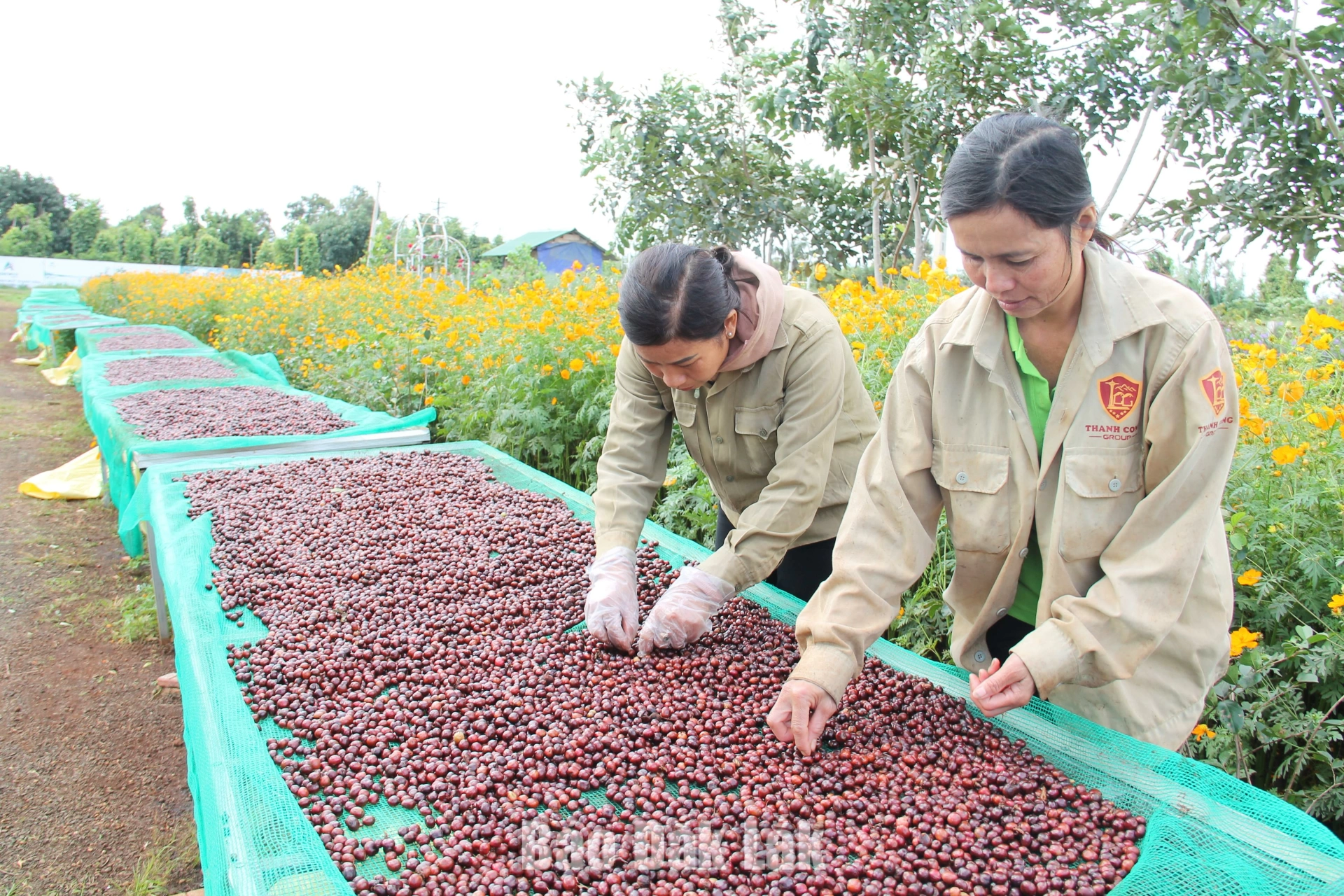 Chế biến cà phê chất lượng cao tại Trang trại Aeroco Coffee.