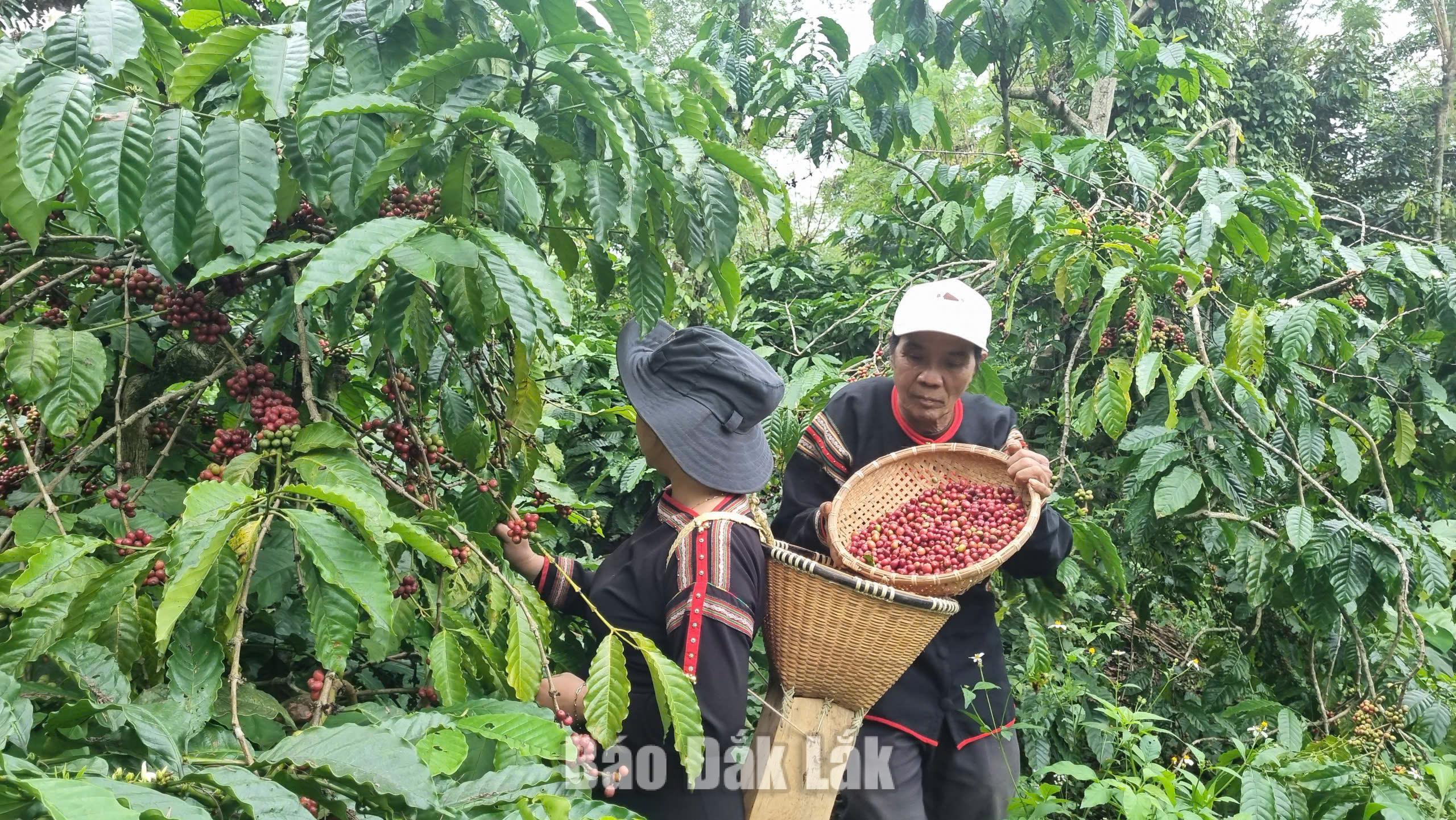 Việc thu hoạch chín để bảo đảm chất lượng hạt cà phê vẫn được nhiều hộ dân duy trì truyền qua nhiều thế hệ
