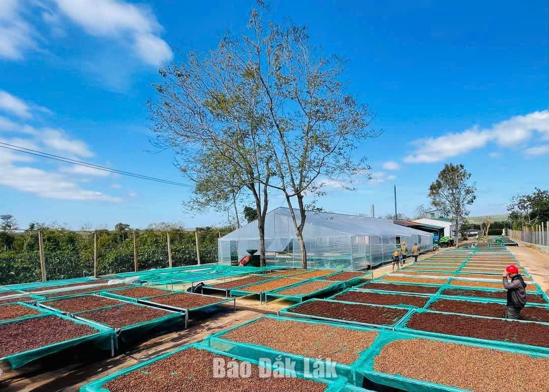 Cà phê được chế biến và phơi theo phương pháp hiện đại để tạo ra dòng cà phê chất lượng cao.