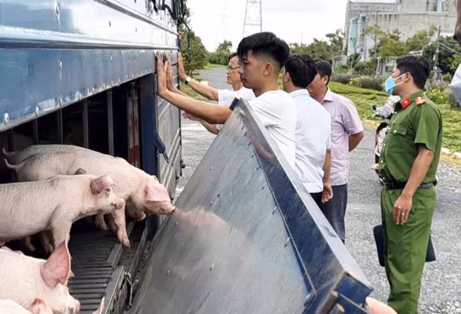 Phương tiện cùng số lợn được lực lượng chức năng phát hiện, kiểm tra. Ảnh: Vũ Duy.