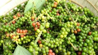 Giá tiêu hôm nay 19/3/2026: Lao dốc, rớt giá đến 5.000 đồng/kg