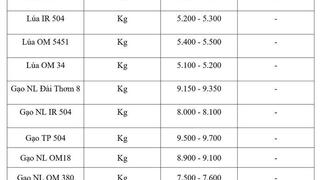 Giá lúa gạo hôm nay ngày 25/3: Lúa tươi giảm nhẹ