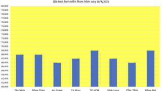 Giá heo hơi hôm nay 10/4/2026: Giữ đà bình ổn