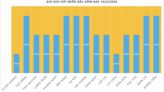 Giá heo hơi hôm nay 14/4/2026: Tiếp tục neo cao