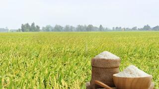 Giá lúa gạo hôm nay ngày 15/4: Thị trường ít biến động