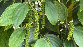 Giá tiêu hôm nay 20/4/2026: Cao nhất 141.000 đồng/kg