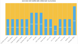 Giá heo hơi hôm nay 21/4/2026: Đi ngang trên toàn quốc