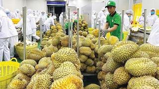 Truy xuất nguồn gốc: ‘Tấm vé’ giữ thị trường tỷ USD cho sầu riêng Việt