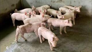 Giá heo hơi hôm nay 15/5/2026: Giữ đỉnh 71.000 đồng/kg