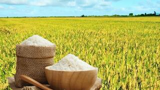 Giá lúa gạo hôm nay ngày 18/5/2026: Gạo xuất khẩu nguyên liệu tăng