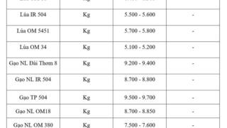 Giá lúa gạo hôm nay ngày 11/6/2026: Gạo nguyên liệu xuất khẩu giảm