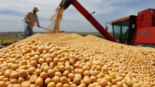 Giá đậu tương tăng mạnh trước sức ép từ nguồn cung và nhu cầu