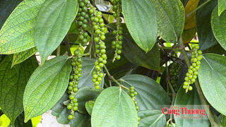 Giá tiêu hôm nay 8/10/2026: Giảm mạnh 1.000 - 1.500 đồng/kg