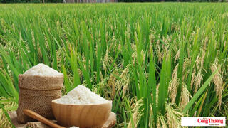 Giá lúa gạo hôm nay ngày 20/10/2026: Giá lúa tươi biến động