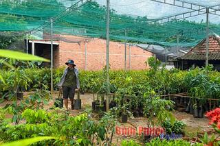 Thị trường cây giống vào mùa