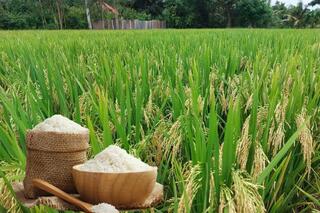 Giá lúa gạo hôm nay ngày 13/6: Thị trường ổn định