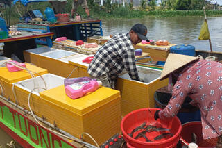 Thủy sản mùa nước nổi chưa nhiều