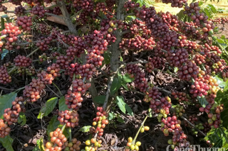 Đồng Real tăng giá, nguồn cung thắt chặt đẩy giá cà phê thế giới