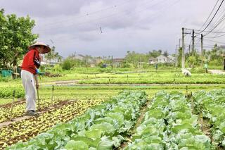 Đà Nẵng: Các làng rau tất bật vụ Tết