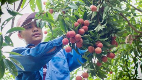 Bắc Giang kỳ vọng mùa vải Lục Ngạn năm 2021
