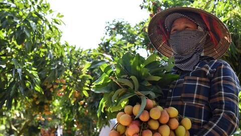 Gỡ khó trong tiêu thụ nông sản